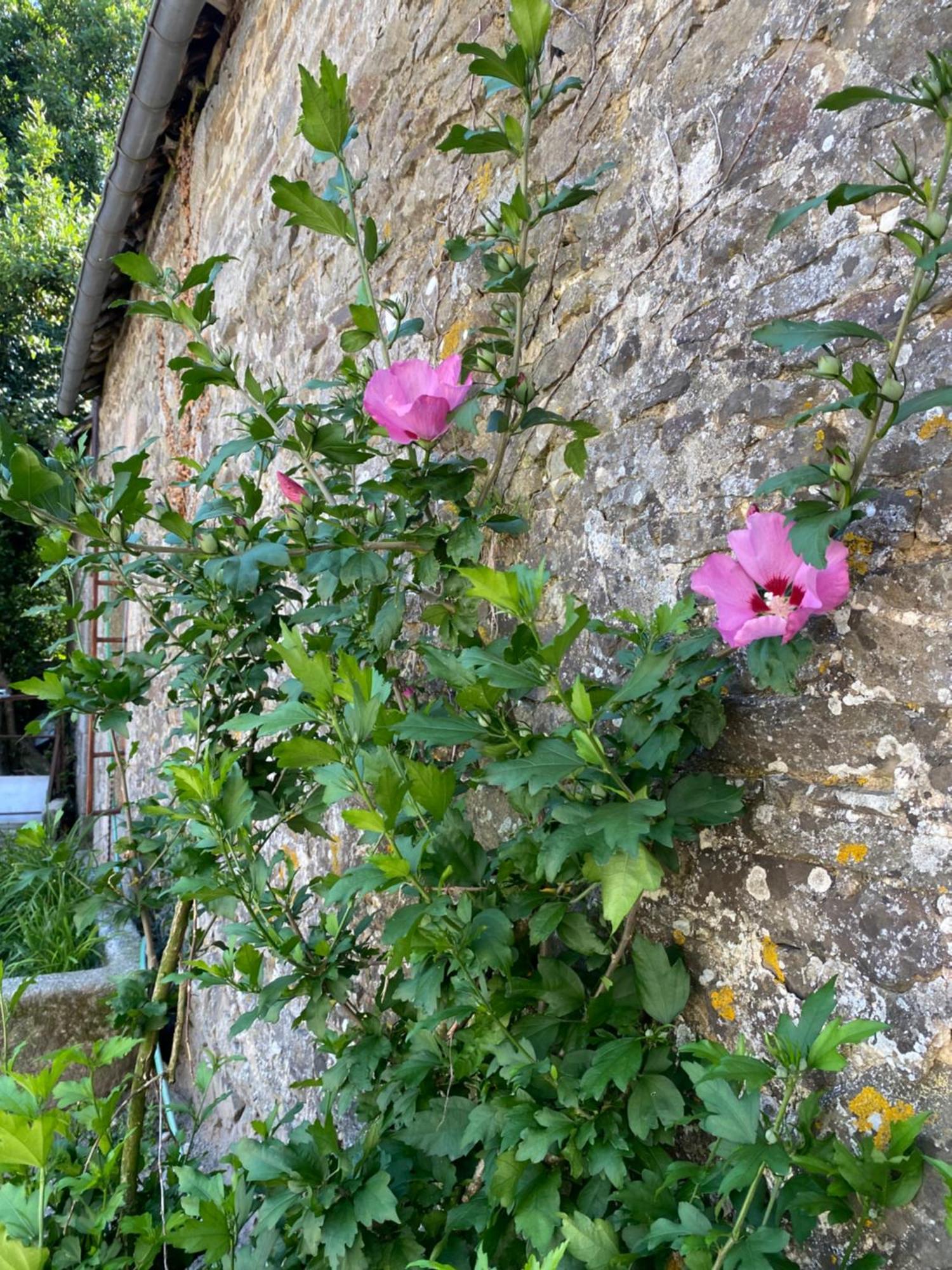 Chateau De La Robiniere Saint-Cyr-en-Pail المظهر الخارجي الصورة